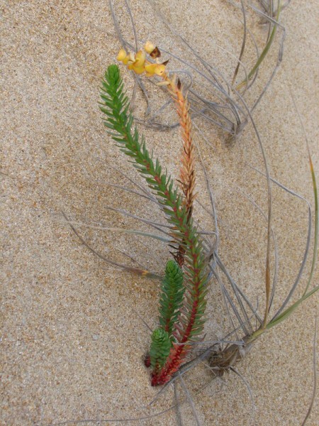 South Australia