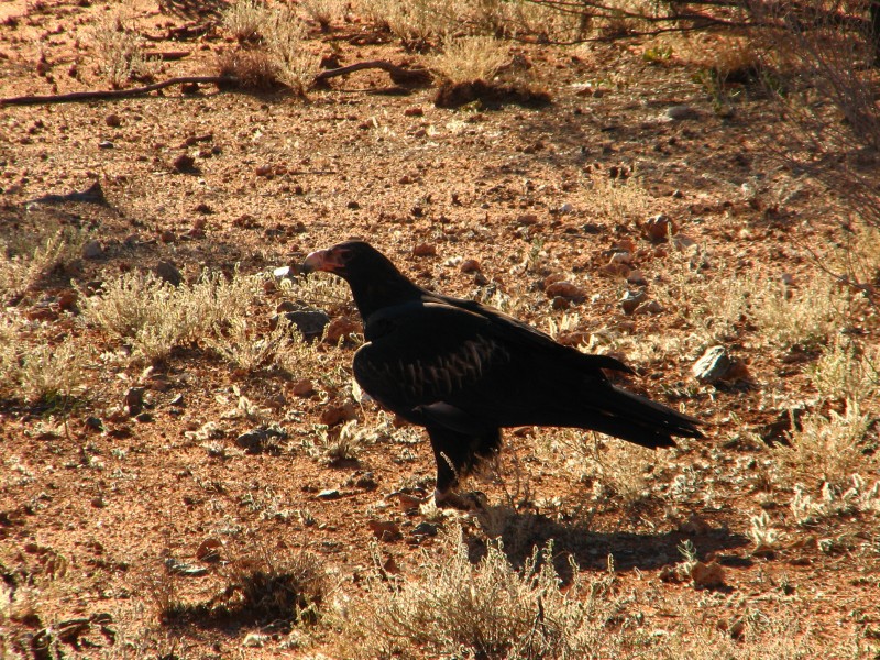 South Australia