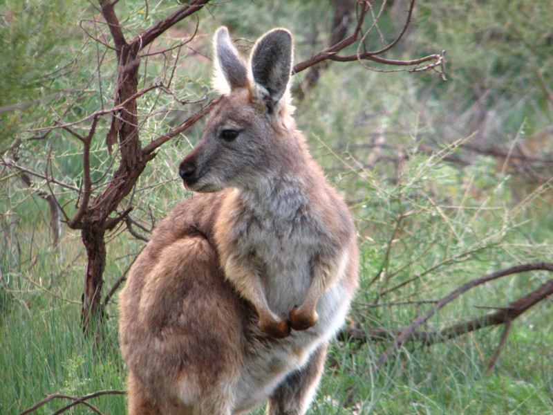 South Australia