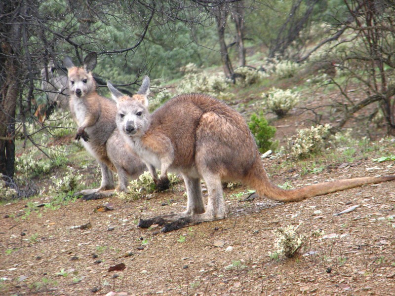 South Australia