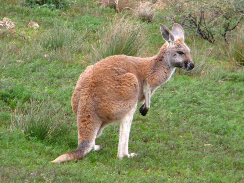 South Australia