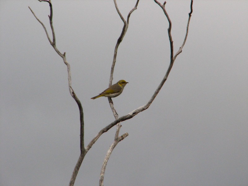South Australia
