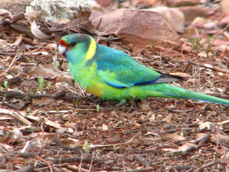 South Australia