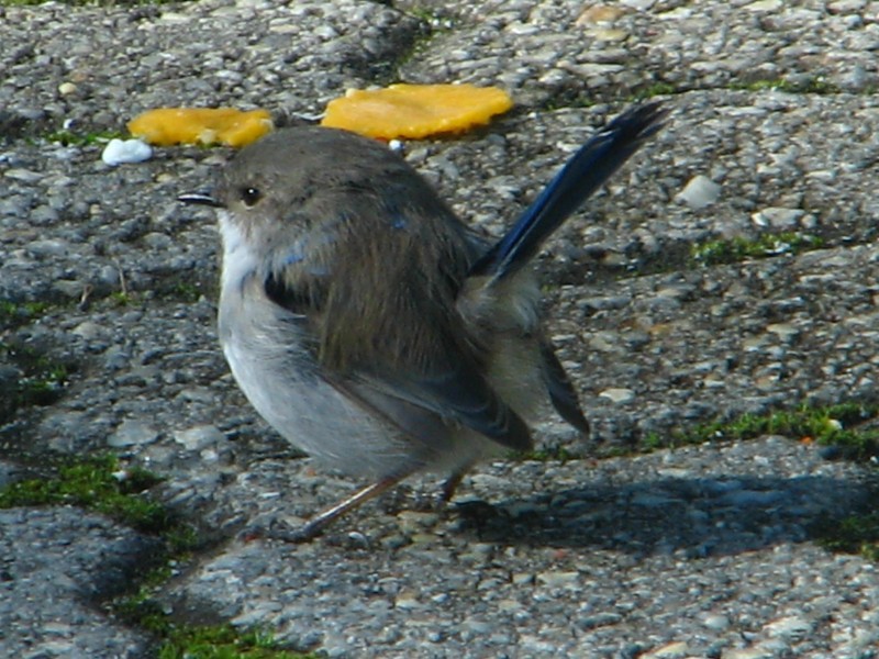 South Australia