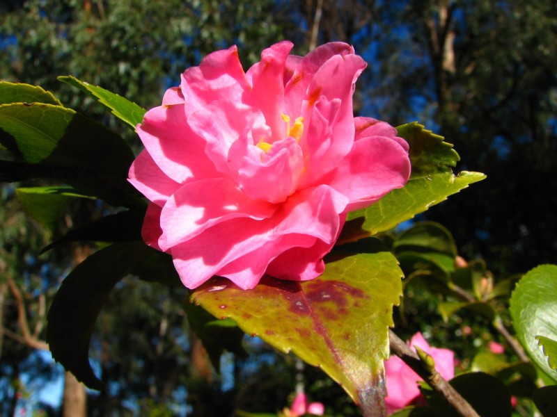 South Australia