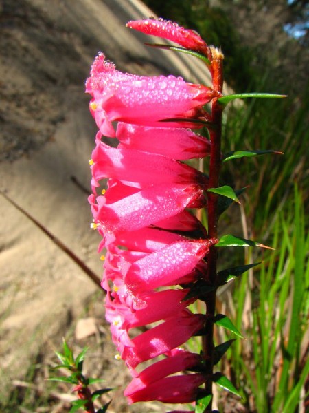 Wilsons Promontory