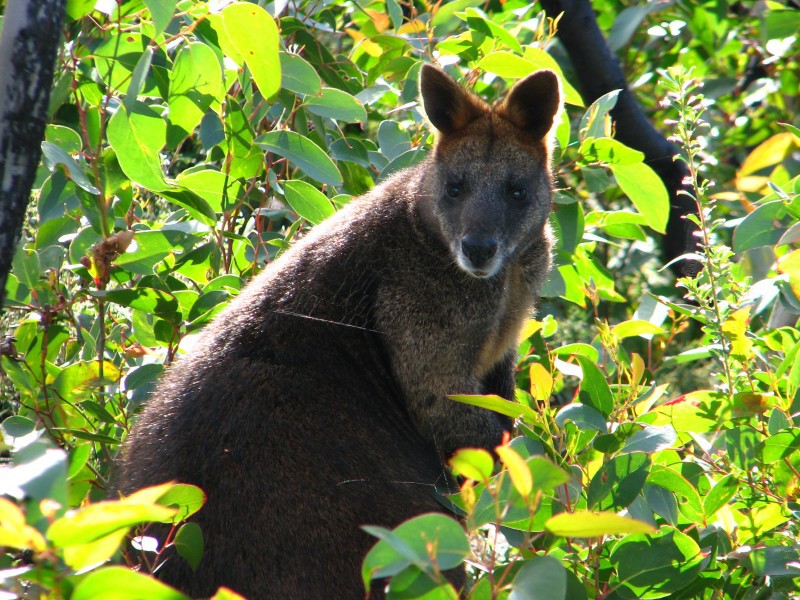 Wilsons Promontory
