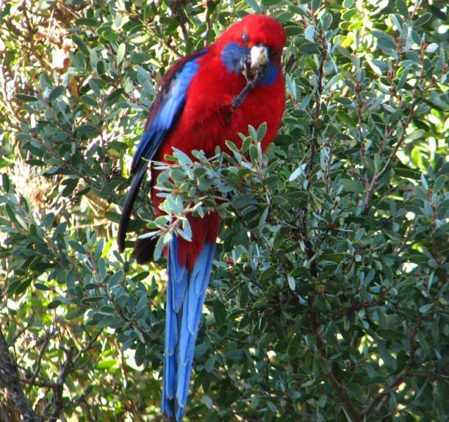 Wilsons Promontory