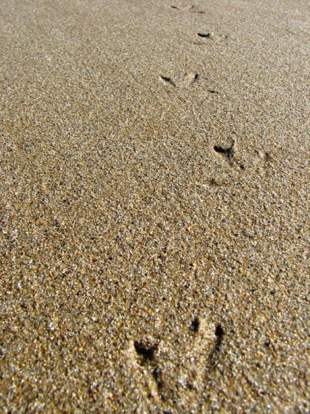 Wilsons Promontory