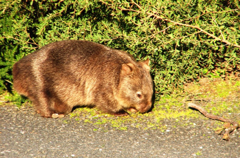 Wilsons Promontory