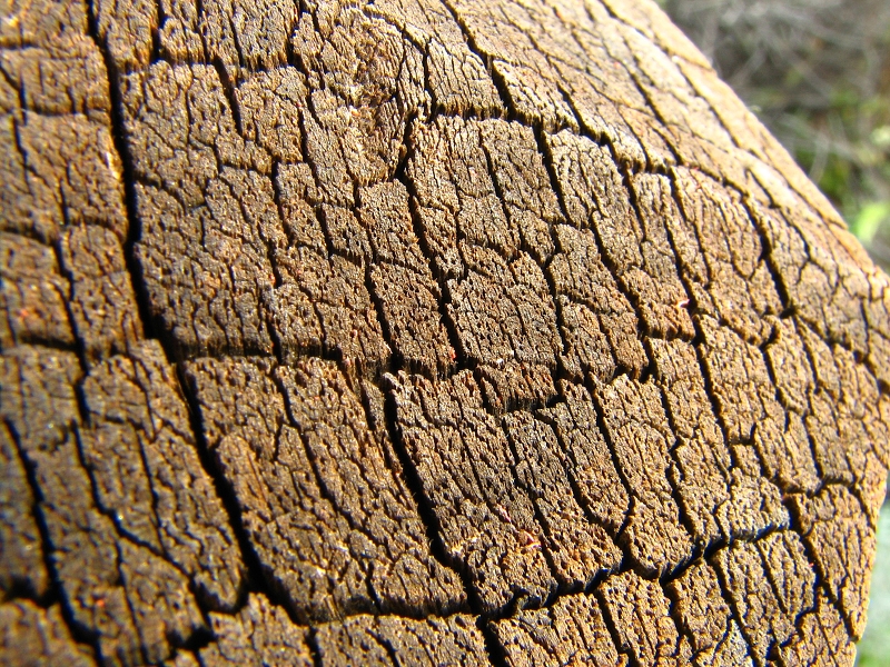 Australie pod drobnohledem