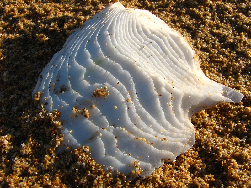 Australie pod drobnohledem