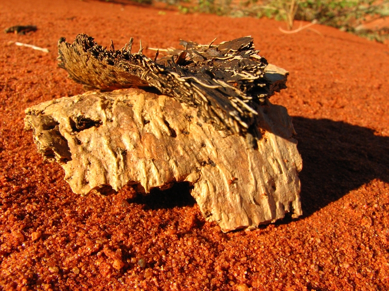 Australie pod drobnohledem