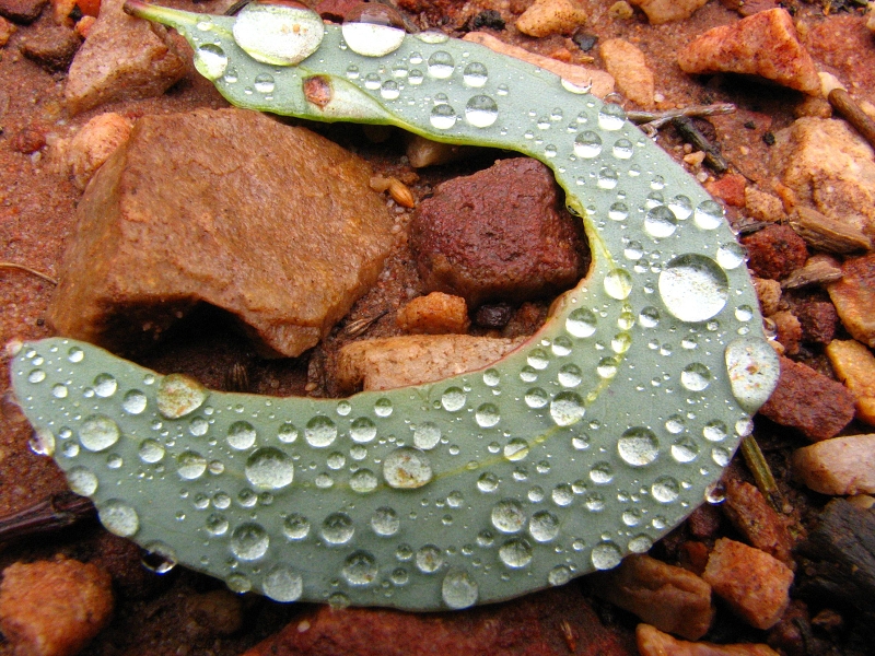 Australie pod drobnohledem