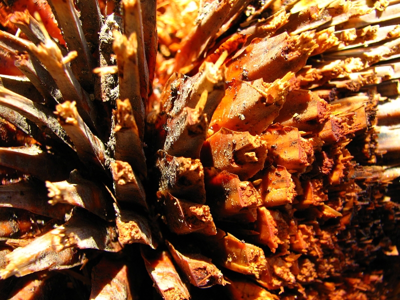 Australie pod drobnohledem