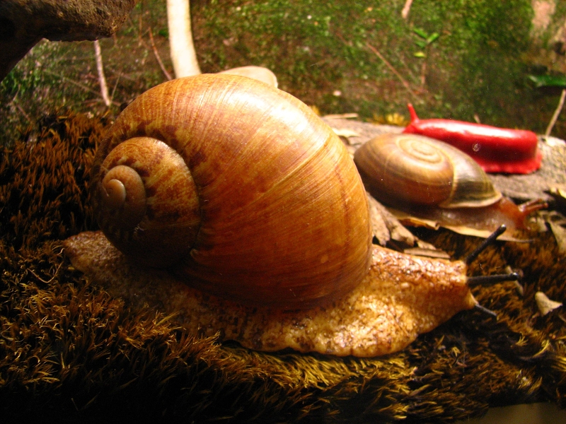 Australie pod drobnohledem