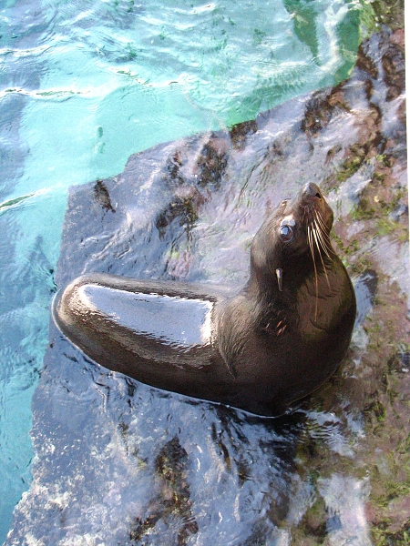 Australie pod drobnohledem