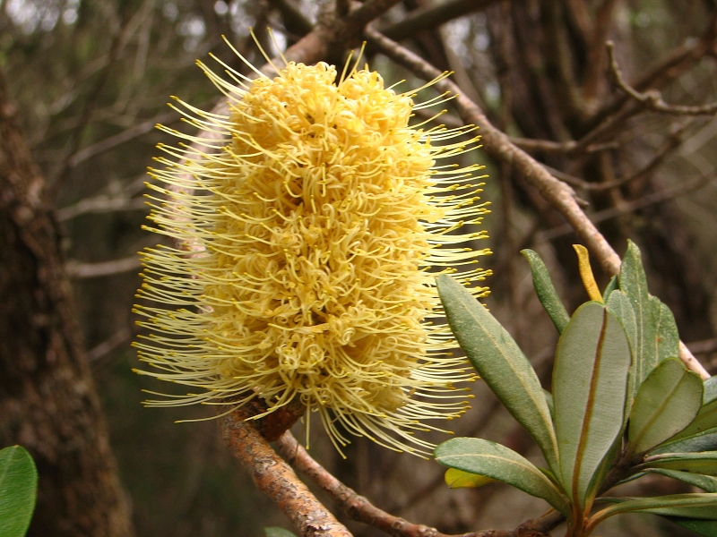 Australie pod drobnohledem