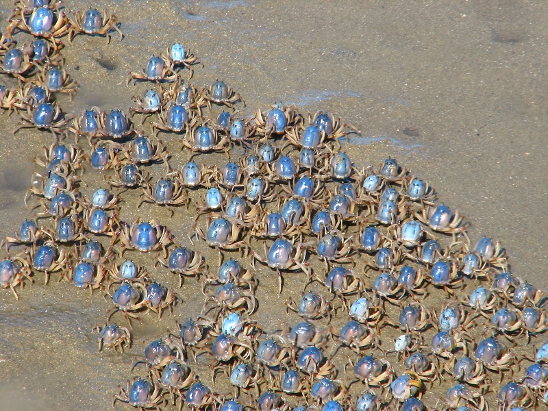 Australie pod drobnohledem