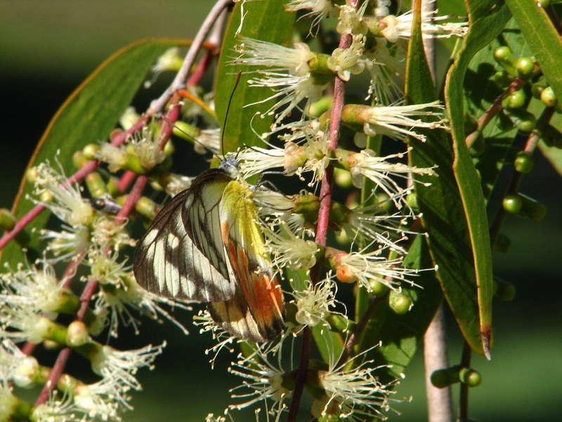 Australie pod drobnohledem