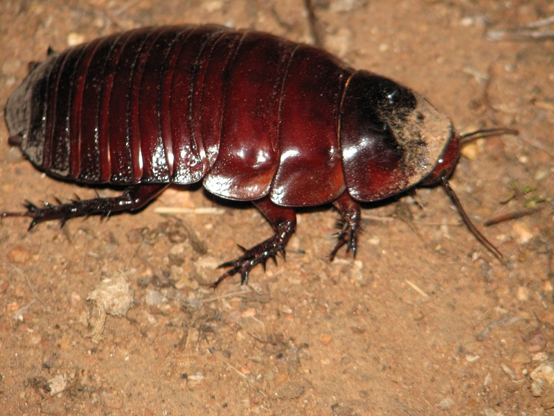 Australie pod drobnohledem