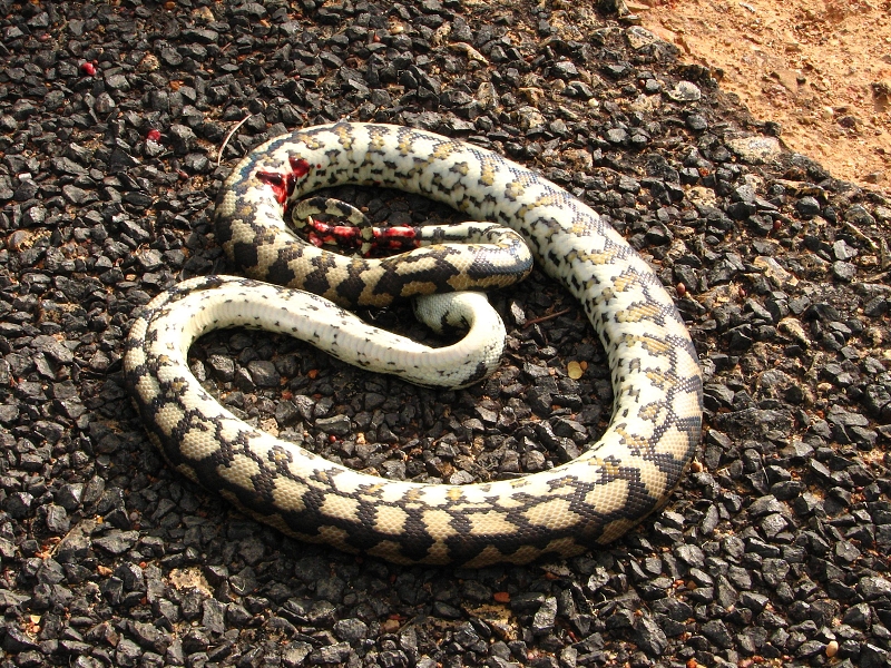 Australie pod drobnohledem