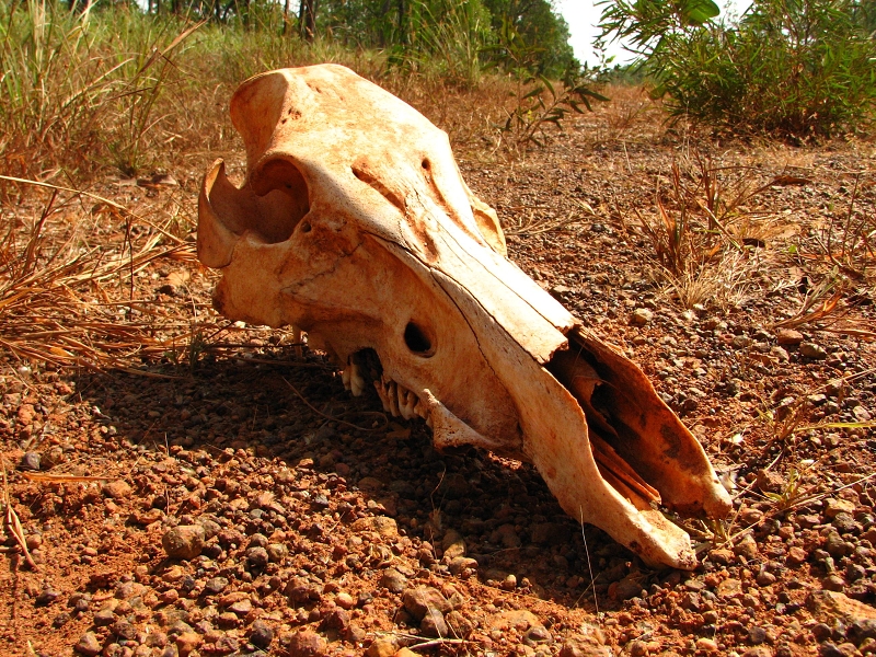 Australie pod drobnohledem