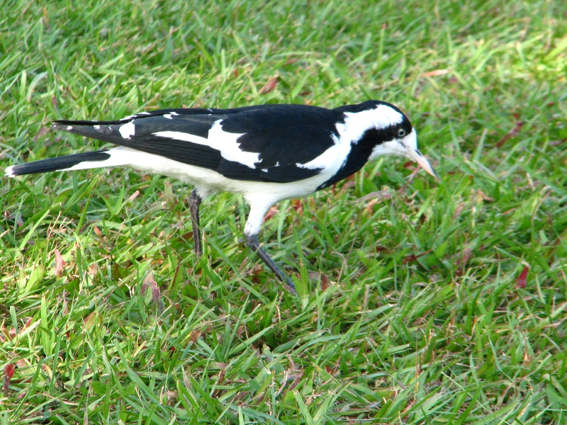 Australie pod drobnohledem