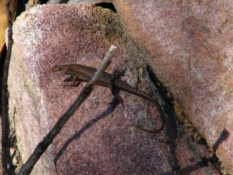 Australie pod drobnohledem