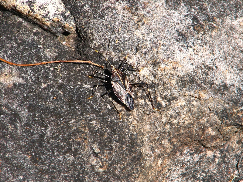 Australie pod drobnohledem