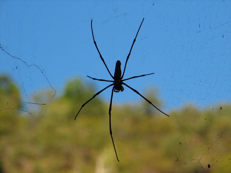 Australie pod drobnohledem