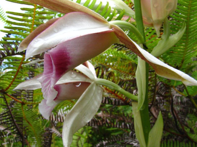 Samoa - Savaii