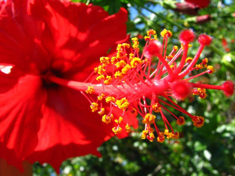 Samoa - Savaii