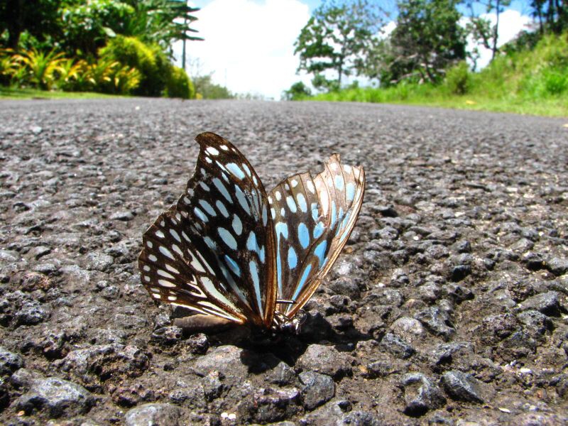 Samoa - Savaii