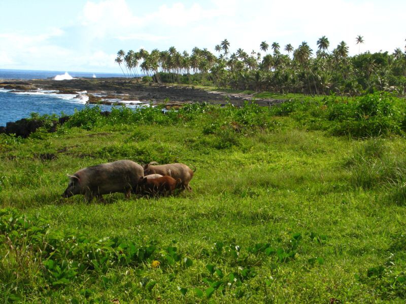 Samoa - Savaii