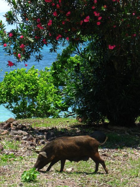 Samoa - Upollu