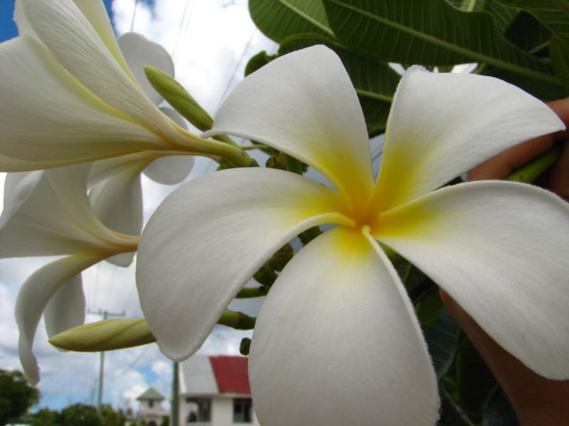 Samoa - Upollu