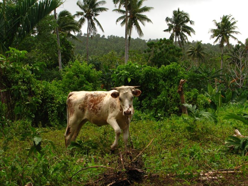 Samoa - Upollu