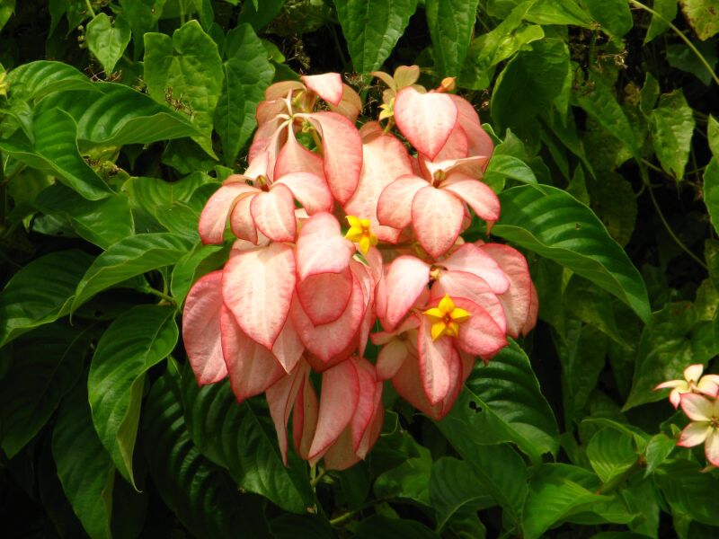 Samoa - Upollu