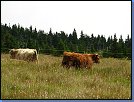 Jméno: 34_Krkonose_cervenec_2008 