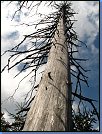 Jméno: 48_Krkonose_cervenec_2008 