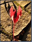 Jméno: 04_Podzim_2008 
