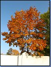 Jméno: 09_Podzim_2008 